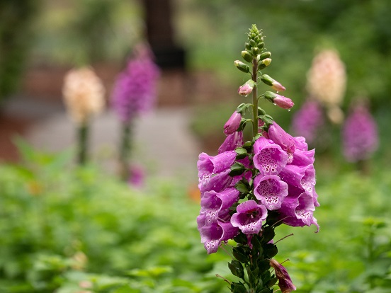 HORTICULTURA Y FLORICULTURA (Agraria) (+++) (150 horas)