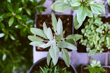 SUPERIOR DE FITOTERAPIA (Plantas Medicinales) (750h) (Tenerife)