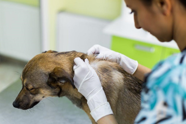 TECNICO EN VETERINARIA (ENFERMERIA VETERINARIA) (1800h) (Tenerife)